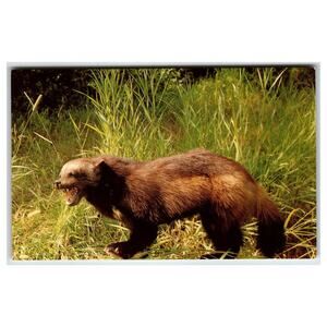 Vintage Wolverine Snarl Postcard K. Buchanan Canada Wildlife Animal Photo